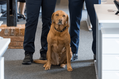 Wallace aka Wally, Office Dog
